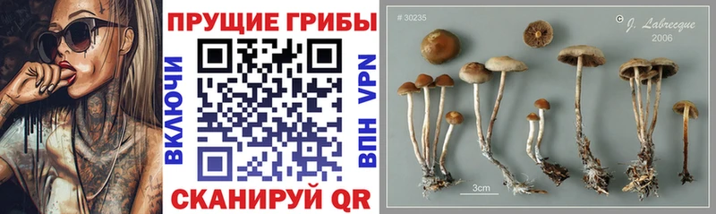 Галлюциногенные грибы Psilocybine cubensis  Находка 